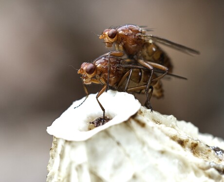 2 vliegen op Stinkzwam.