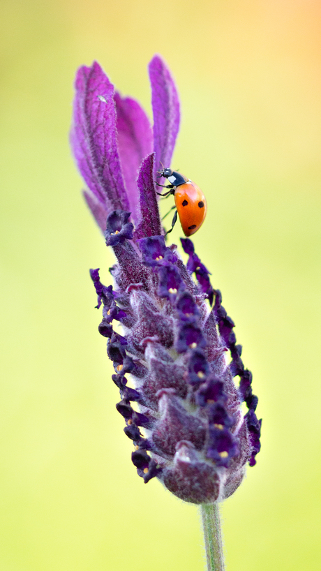 Lieveheersbeestje op de lavendel 