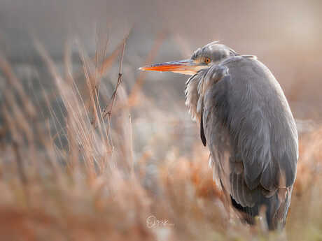 Blauwe reiger 