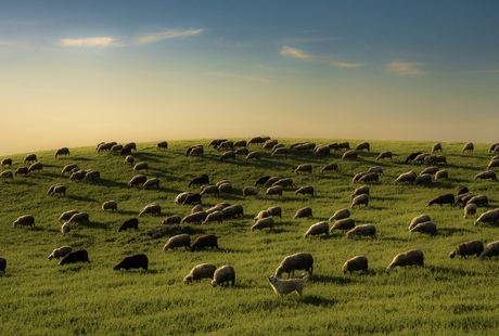 Schaapskudde in Toscane