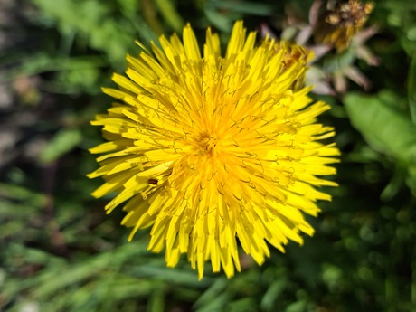 Bloeiende boterbloem
