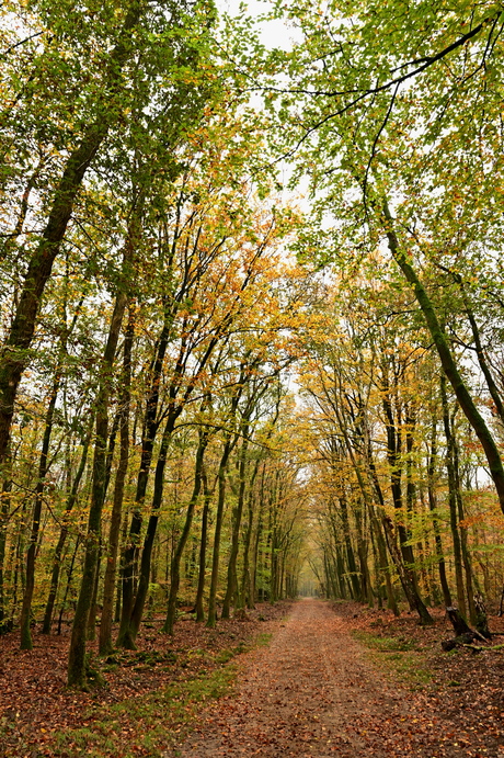 Herfst in het Speulderbos