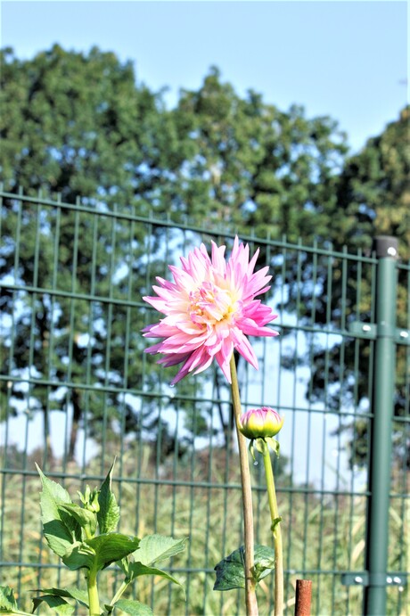 dahlia mooi roze is niet lelijk