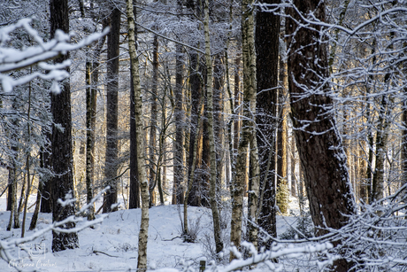 Fluisterend winterbos