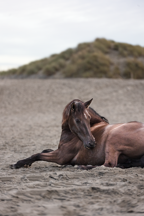 paard op het strand