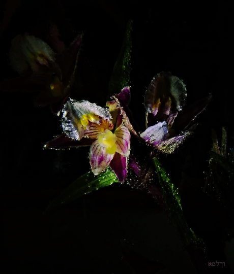 Moeras wespen orchidee