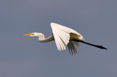 Zilverreiger