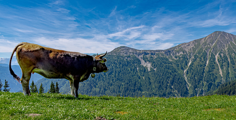 Koe geniet van het uitzicht