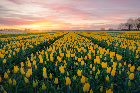 Gele tulpen.