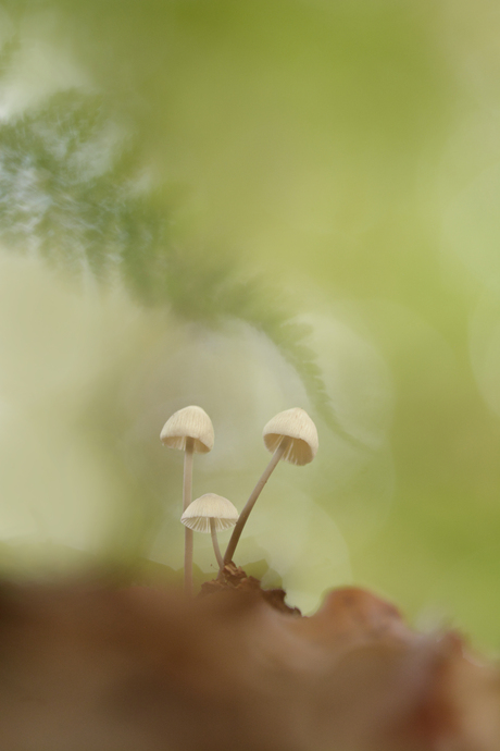 Met zn drieën in het bos