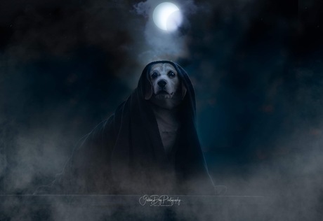 Sith lord halloween dog 