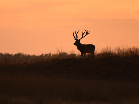 Edelhert silhouet