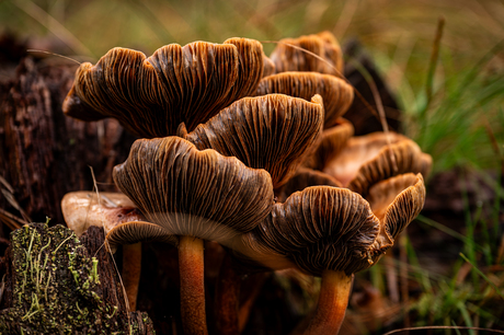  groepje paddestoelen 