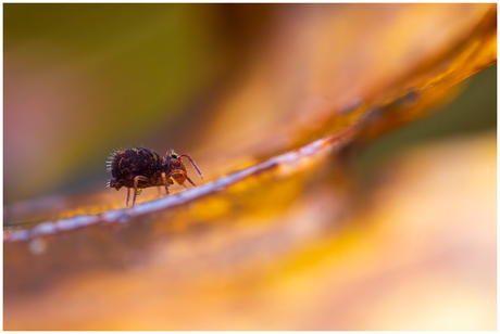 Springstaartje 26.....