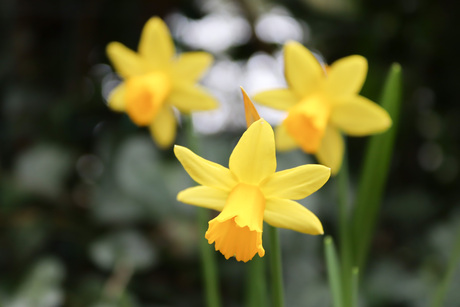 De lente is begonnen!