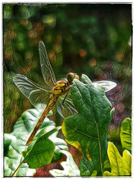 Sympetrum vulgatum 