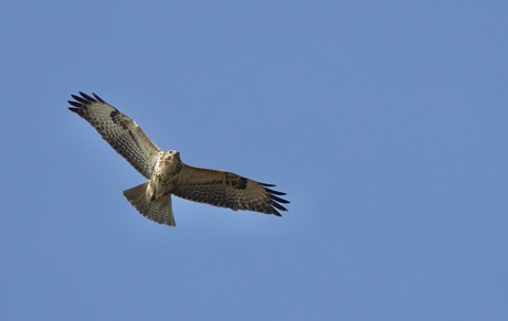Buizerd