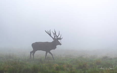 edelhert in de mist