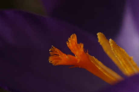 Kleurrijke Krokus
