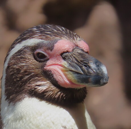 Humbolt Pinguin