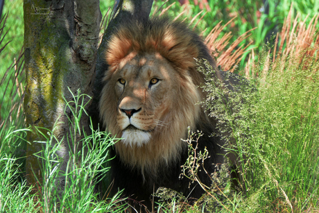 the lion