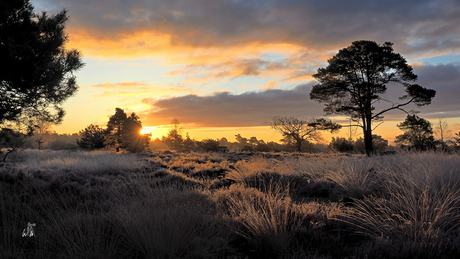 Opkomende zon, beetje mist en rijp....