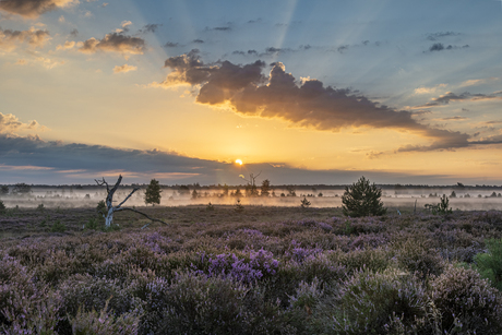 Zonopkomst Kalmthoutse heide