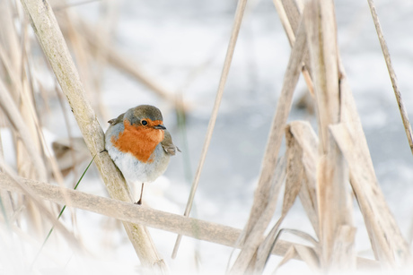Winterroodborstje 