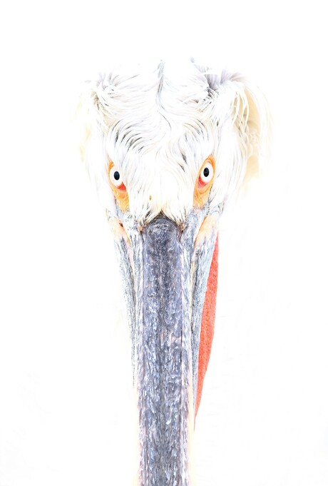 Pelican Art