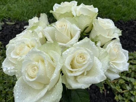 Druppels op witte rozen