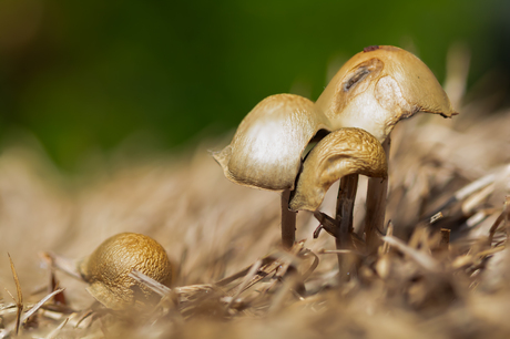 Zomer paddestoelen. 