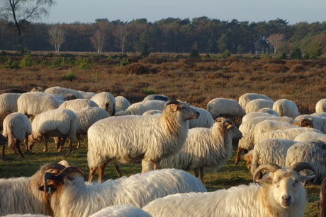 Schaapskudde op de hei