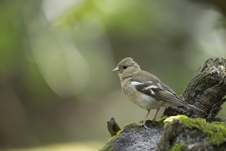 Vink