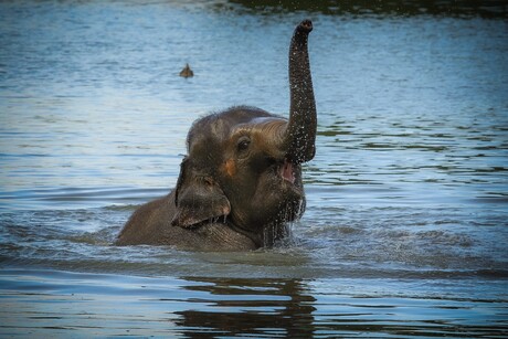 Zwemmende olifant