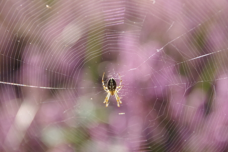 Spin in het web (onbewerkt)