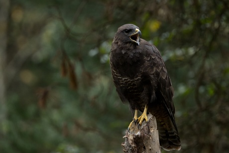 Buizerd