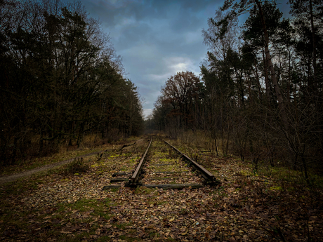 Spoor door het bos