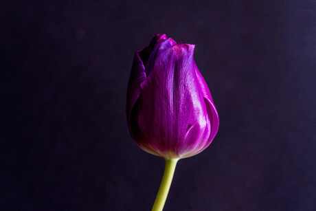 Tulp