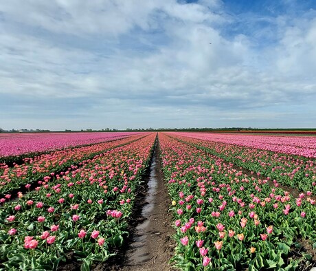 bollenveld