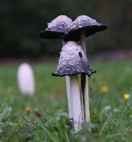 Wie heeft de inktpot laten lekken?