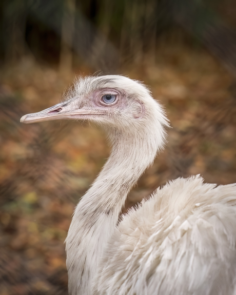 Witte struisvogel 