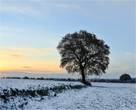 Herfstsneeuw [215]