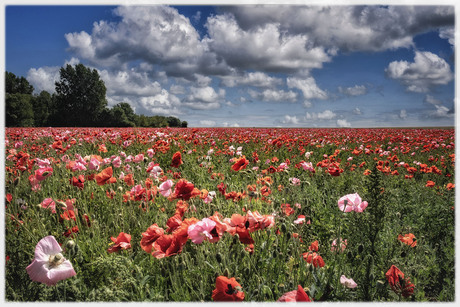 poppy's