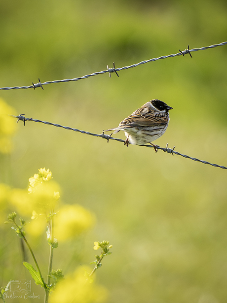 Rustpunt in het veld