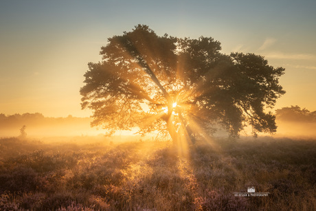 Mooie ochtend op de heide