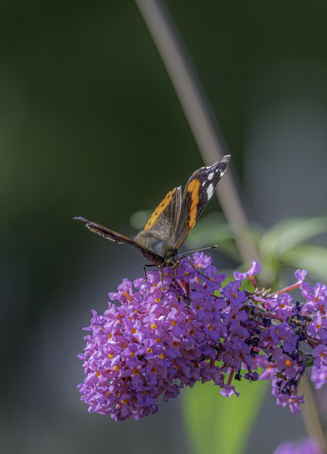 Vlinders in het Park