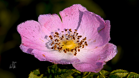 Rosa canina