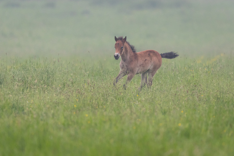 Exmoor veulen