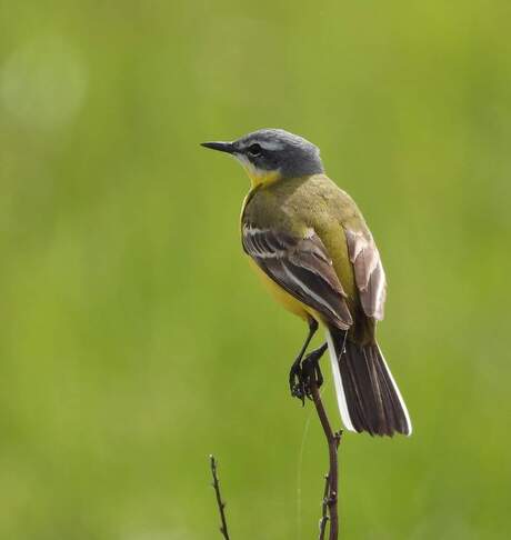 Zeker geen schuwe vogels