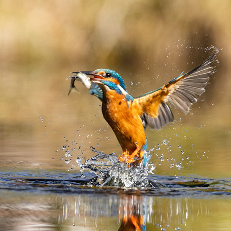 kingfisher